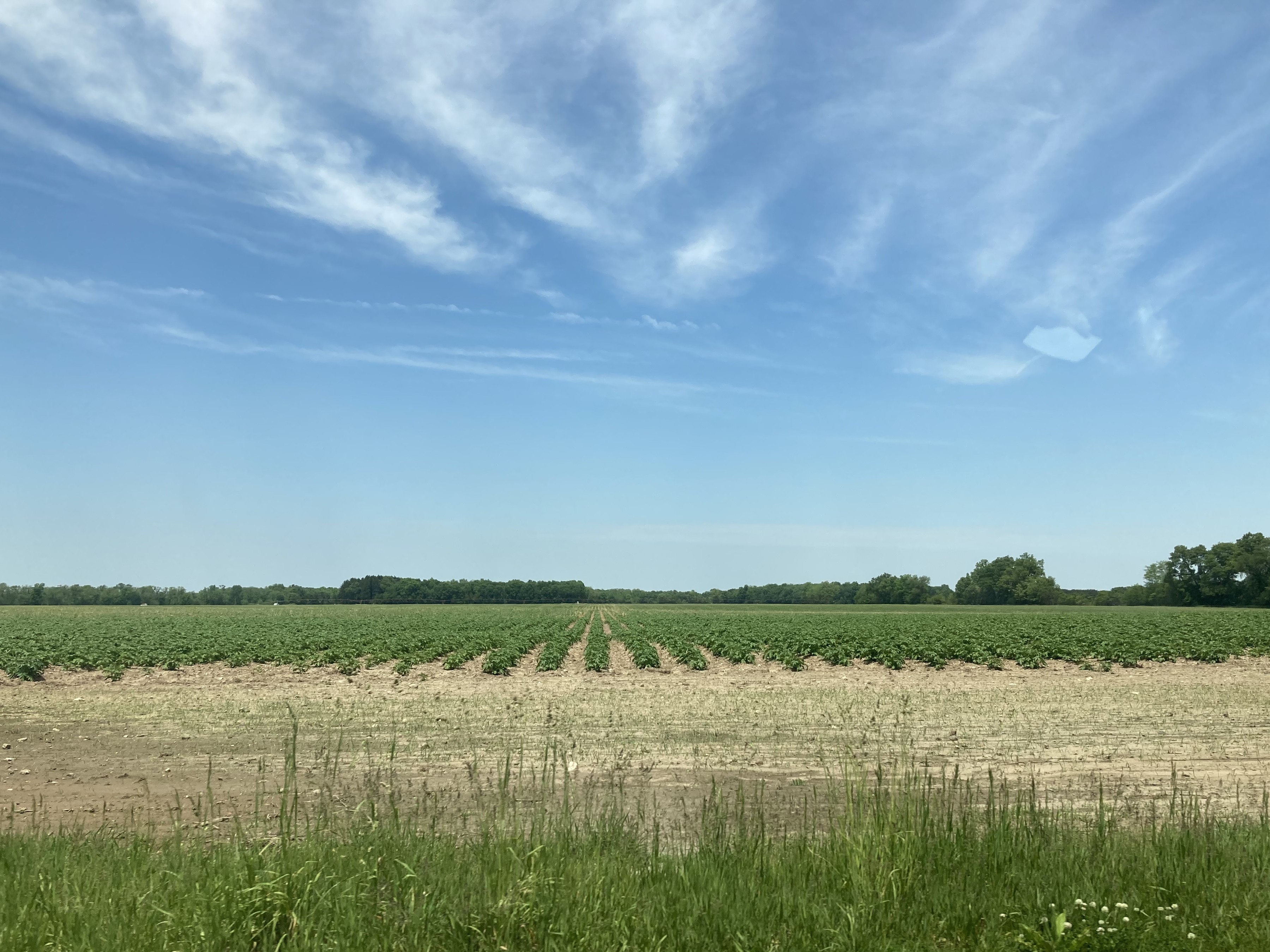 A photo of a field growing potatoes. 